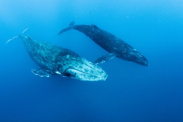 How Whales Lost Their Legs