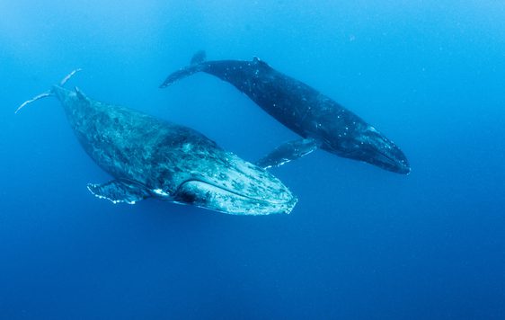 How Whales Lost Their Legs