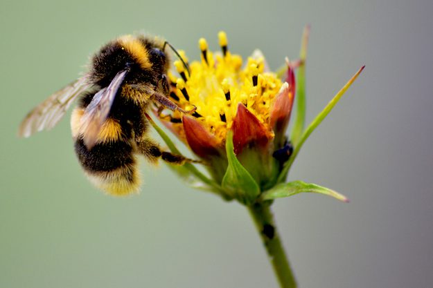 A bee resting on a flower