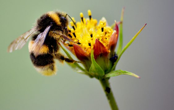 A bee resting on a flower