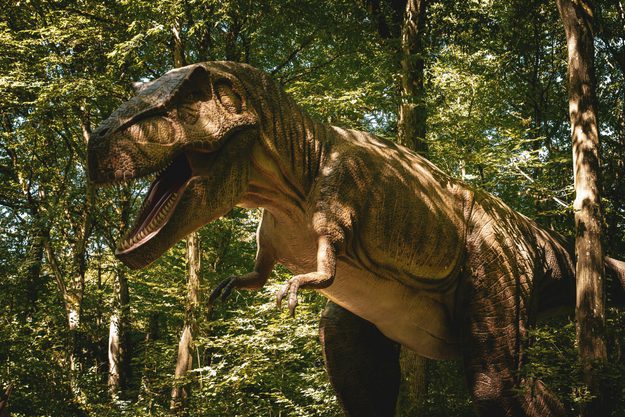 A dinosaur