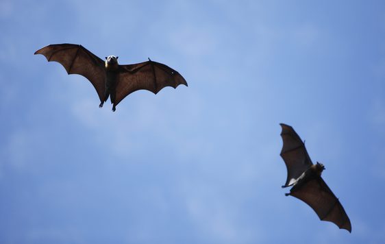 Bat Box Workshop and Walk